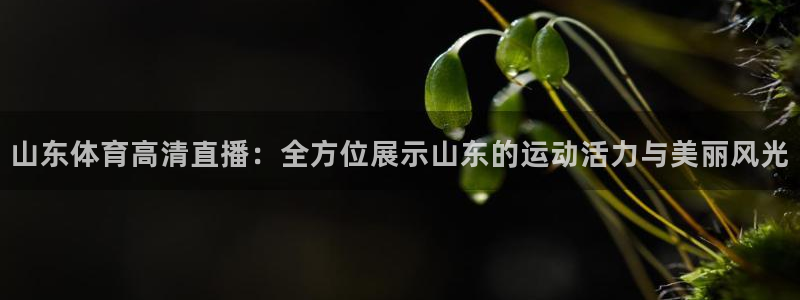 山东体育高清直播：全方位展示山东的运动活力与美丽风光